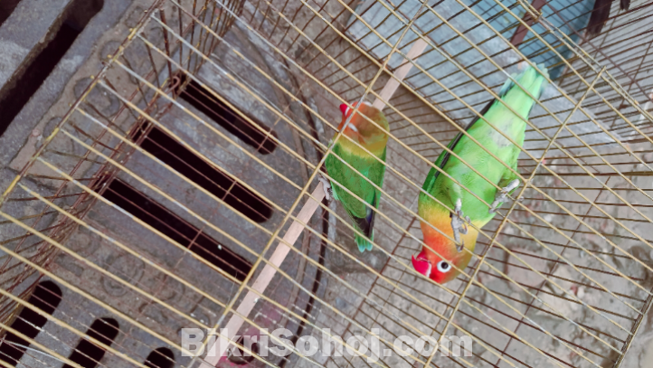 Love bird,, new addal
